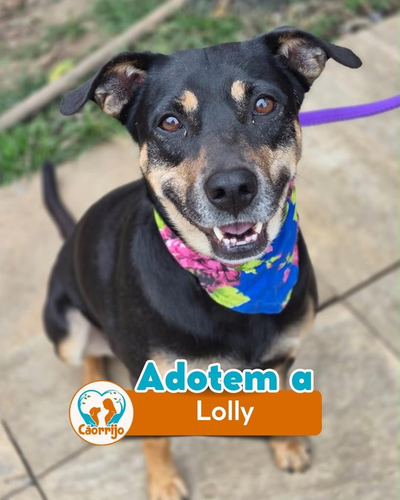 Lolly, cadela de porte médio para adoção em Rio de Janeiro - RJ