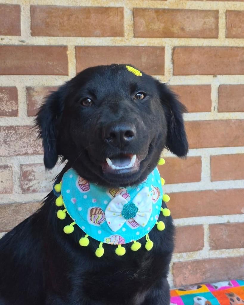 Zion, cachorro de porte pequeno para adoção em Rio de Janeiro - RJ