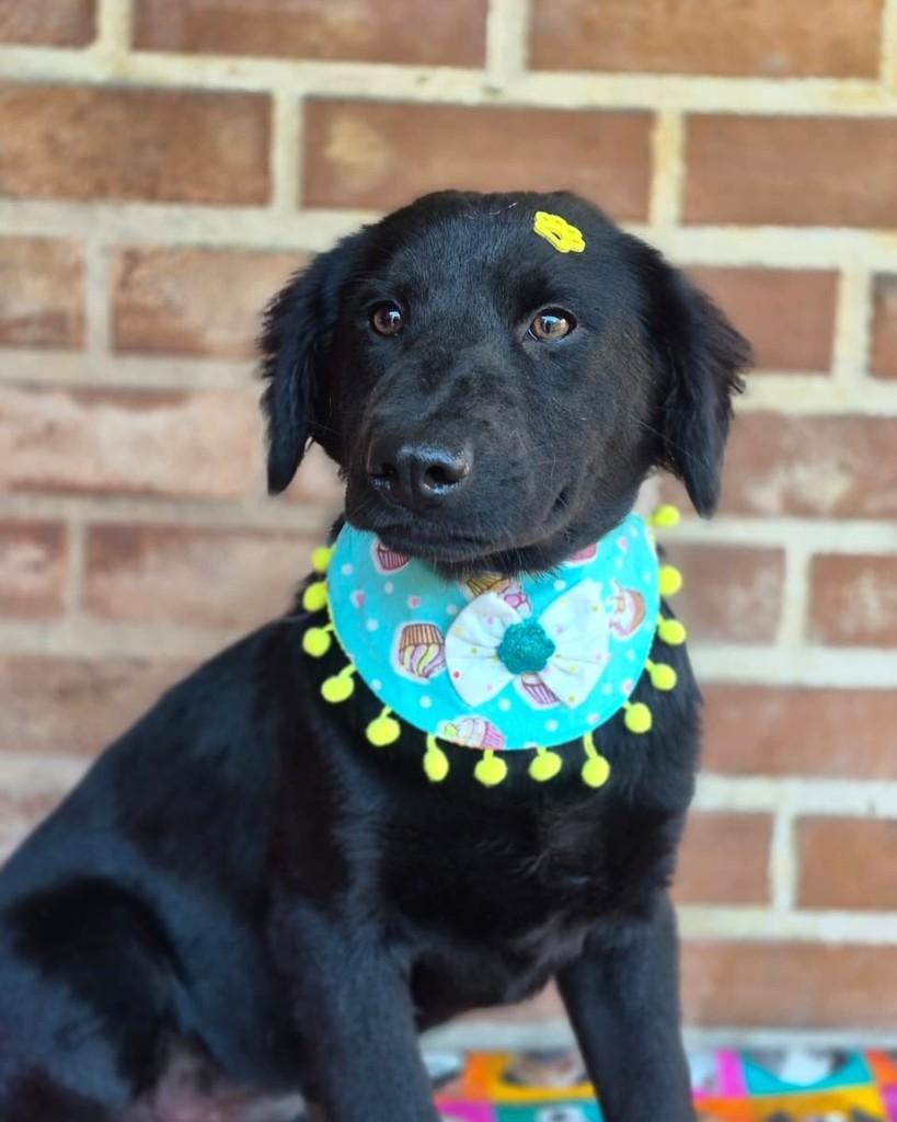 Zion, cachorro de porte pequeno para adoção em Rio de Janeiro - RJ — foto 2 de 7