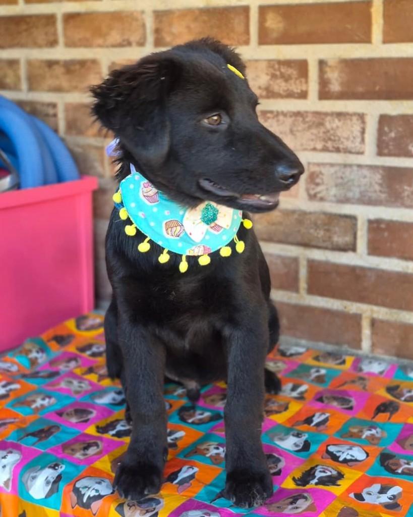 Zion, cachorro de porte pequeno para adoção em Rio de Janeiro - RJ — foto 4 de 7