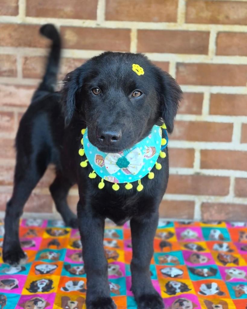 Zion, cachorro de porte pequeno para adoção em Rio de Janeiro - RJ — foto 5 de 7