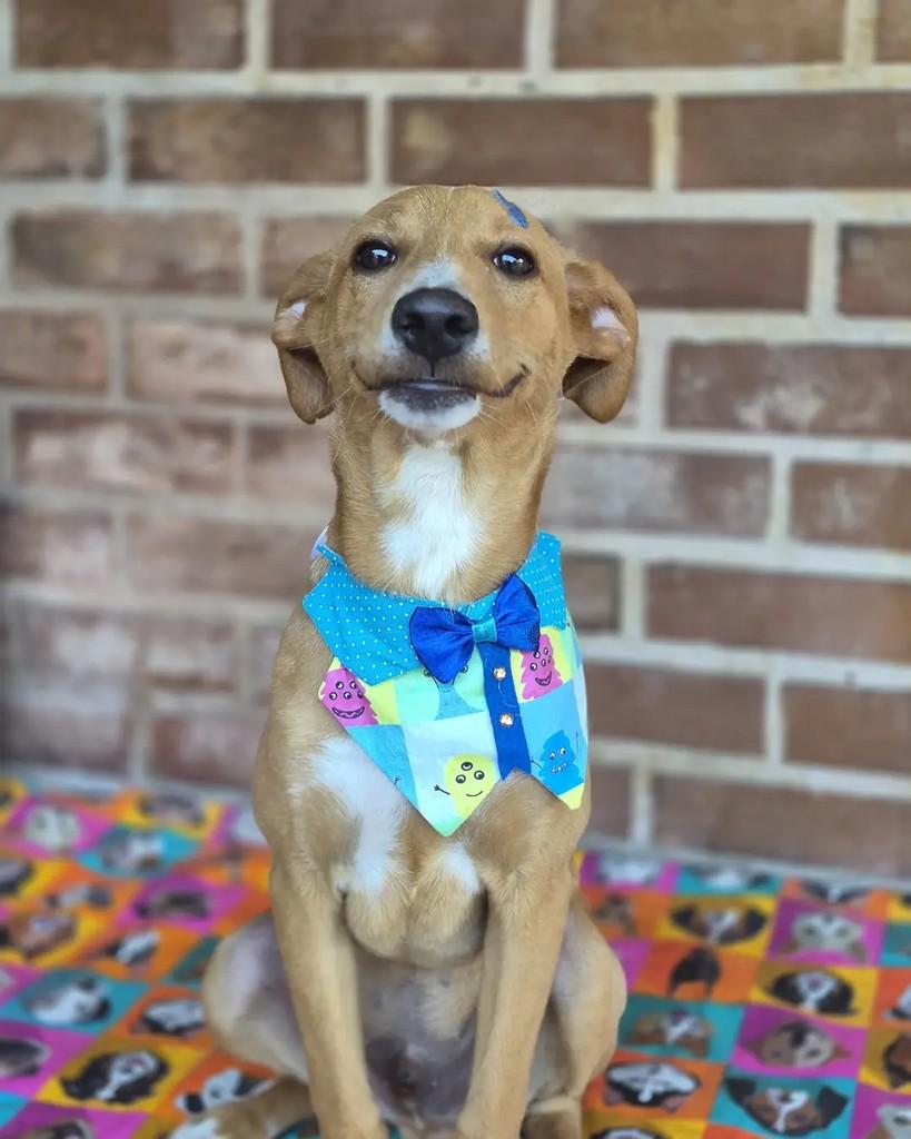 Zeca, cachorro de porte pequeno para adoção em Rio de Janeiro - RJ