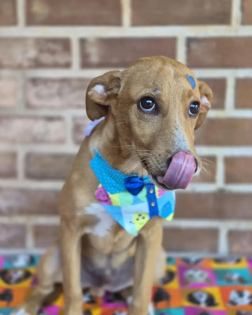 Zeca, cachorro de porte pequeno para adoção em Rio de Janeiro - RJ — foto 2 de 7