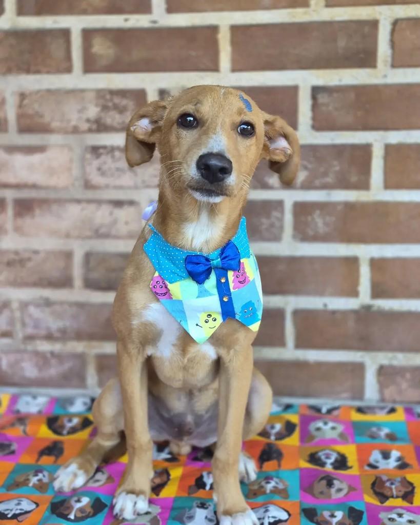 Zeca, cachorro de porte pequeno para adoção em Rio de Janeiro - RJ — foto 3 de 7