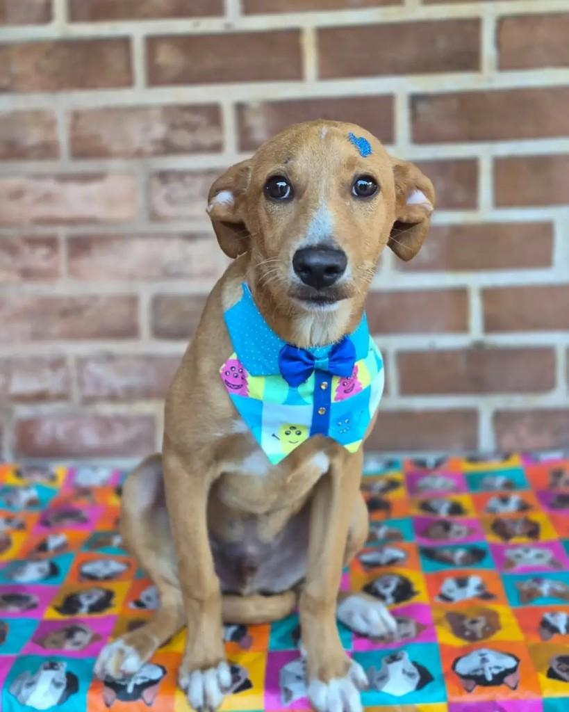 Zeca, cachorro de porte pequeno para adoção em Rio de Janeiro - RJ — foto 4 de 7