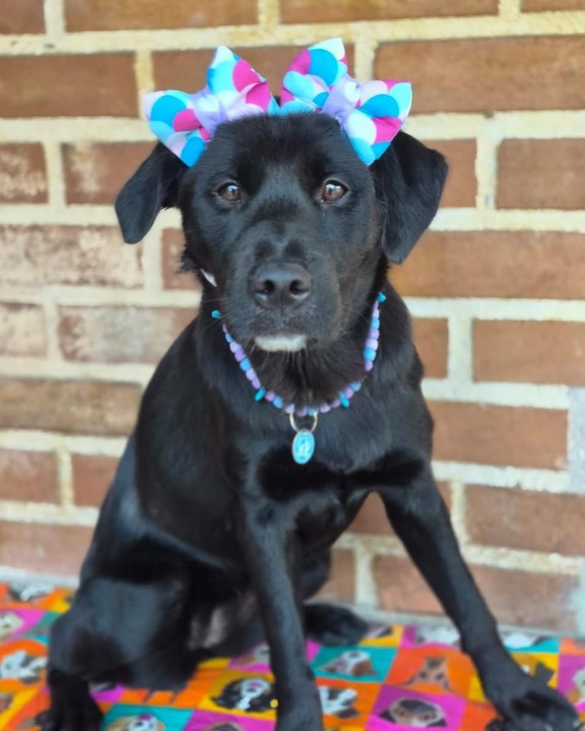 Frida, cachorro de porte pequeno para adoção em Rio de Janeiro - RJ