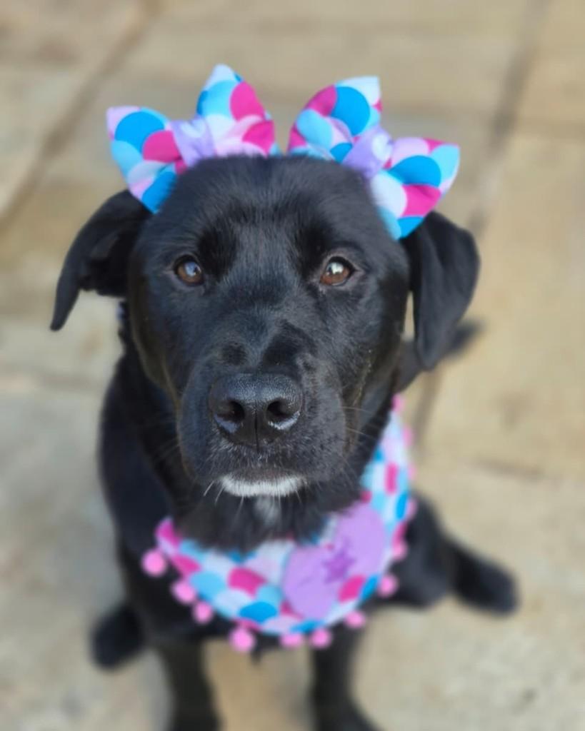 Frida, cachorro de porte pequeno para adoção em Rio de Janeiro - RJ — foto 2 de 10