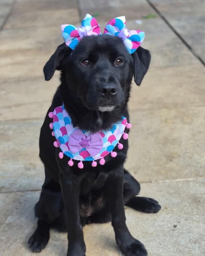 Frida, cachorro de porte pequeno para adoção em Rio de Janeiro - RJ — foto 3 de 10