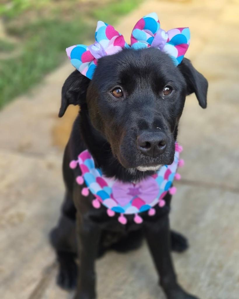 Frida, cachorro de porte pequeno para adoção em Rio de Janeiro - RJ — foto 4 de 10