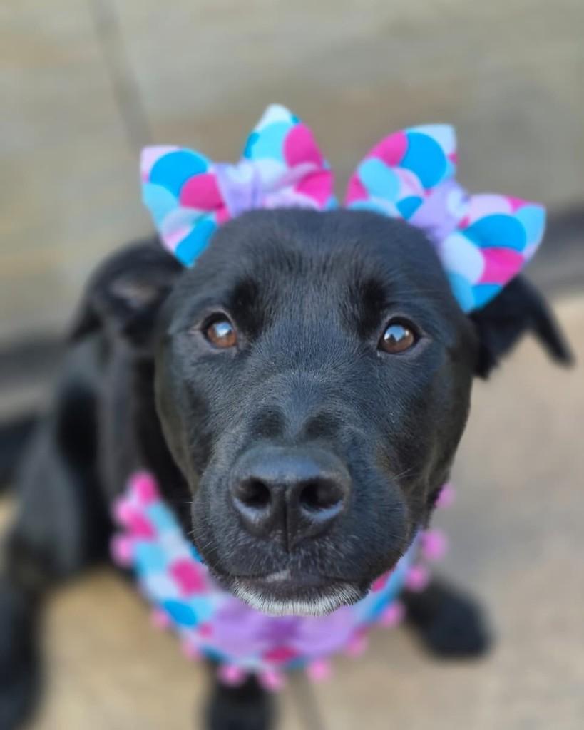 Frida, cachorro de porte pequeno para adoção em Rio de Janeiro - RJ — foto 5 de 10