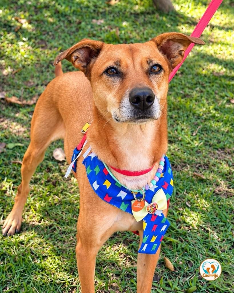 Lucas, cachorro de porte médio para adoção em Rio de Janeiro - RJ