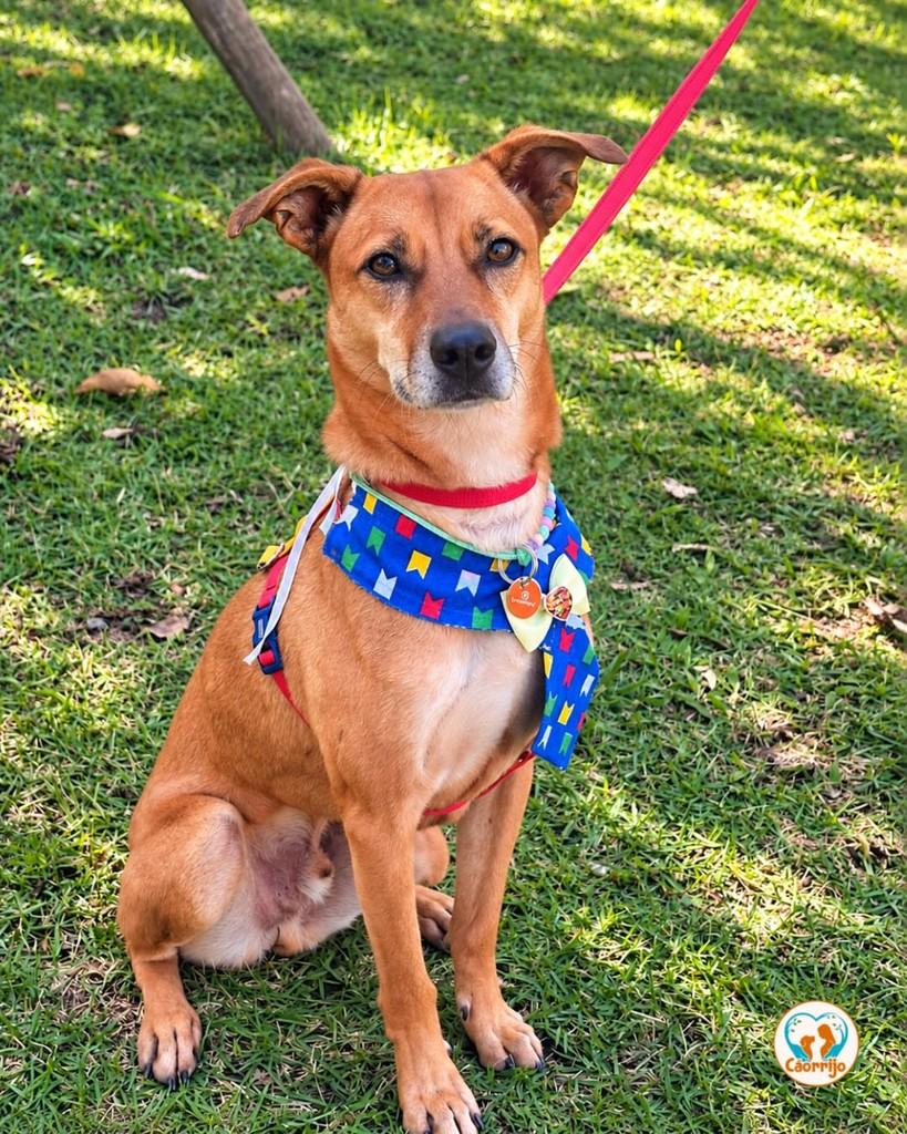 Lucas, cachorro de porte médio para adoção em Rio de Janeiro - RJ — foto 2 de 2
