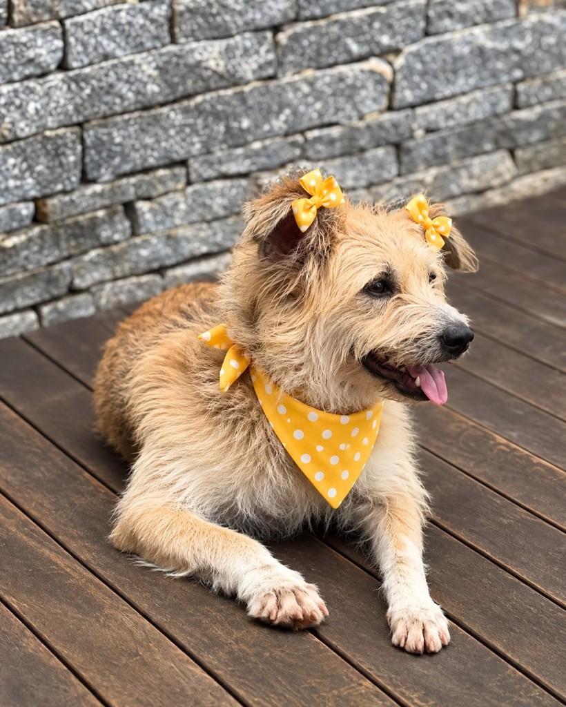 Blond, cadela de porte pequeno para adoção em Rio de Janeiro - RJ