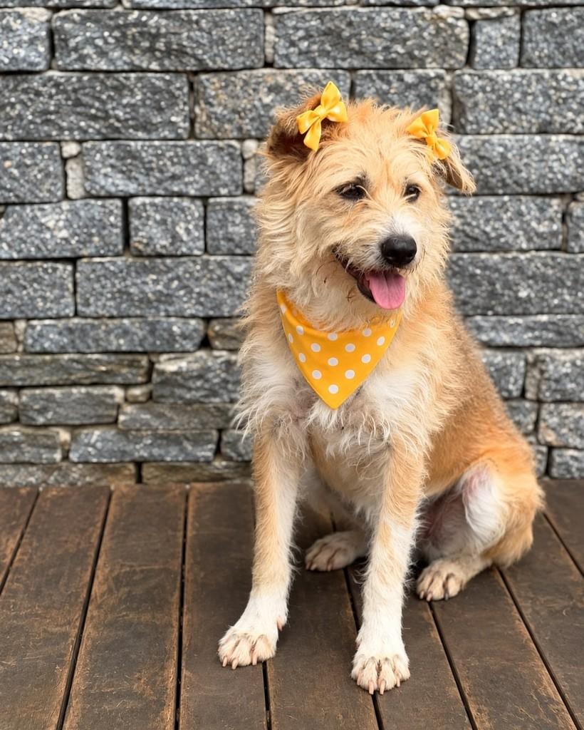 Blond, cadela de porte pequeno para adoção em Rio de Janeiro - RJ — foto 2 de 5
