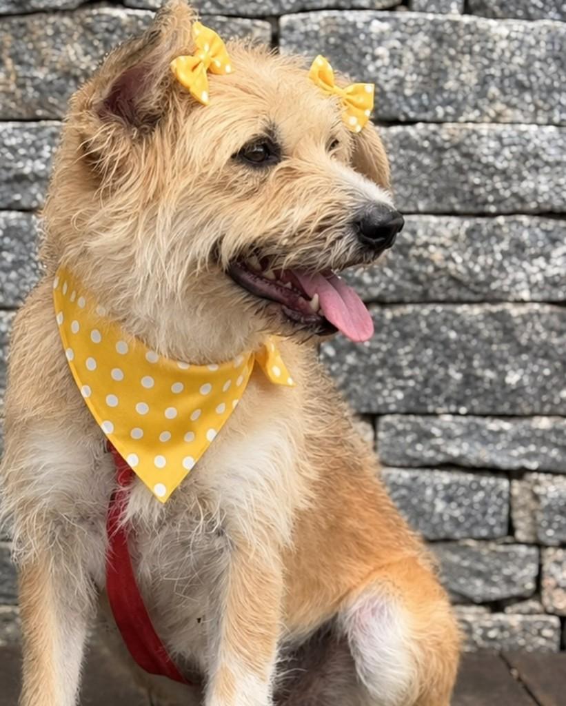 Blond, cadela de porte pequeno para adoção em Rio de Janeiro - RJ — foto 5 de 5