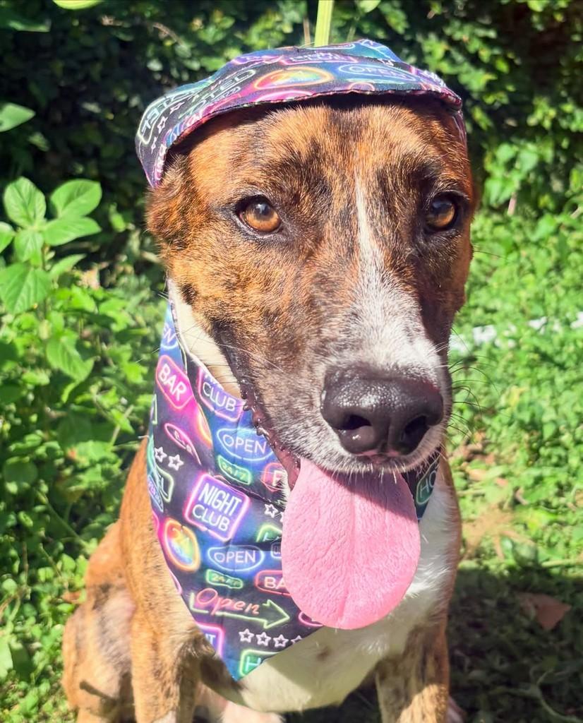 Costelinha, cachorro de porte grande para adoção no Rio de Janeiro - RJ