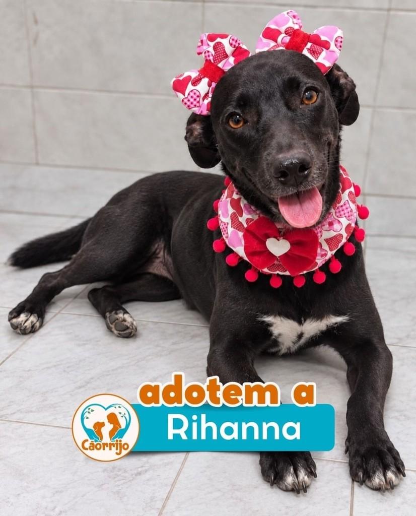 Rihanna, cadela de porte médio para adoção no Rio de Janeiro - RJ