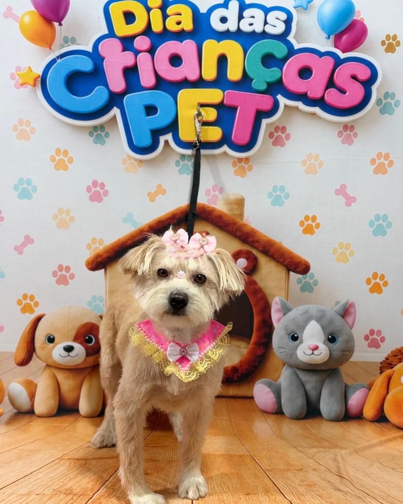 Tifany, cadela de porte pequeno para adoção no Rio de Janeiro - RJ