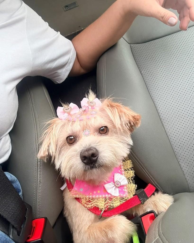 Tifany, cadela de porte pequeno para adoção no Rio de Janeiro - RJ — foto 4 de 4