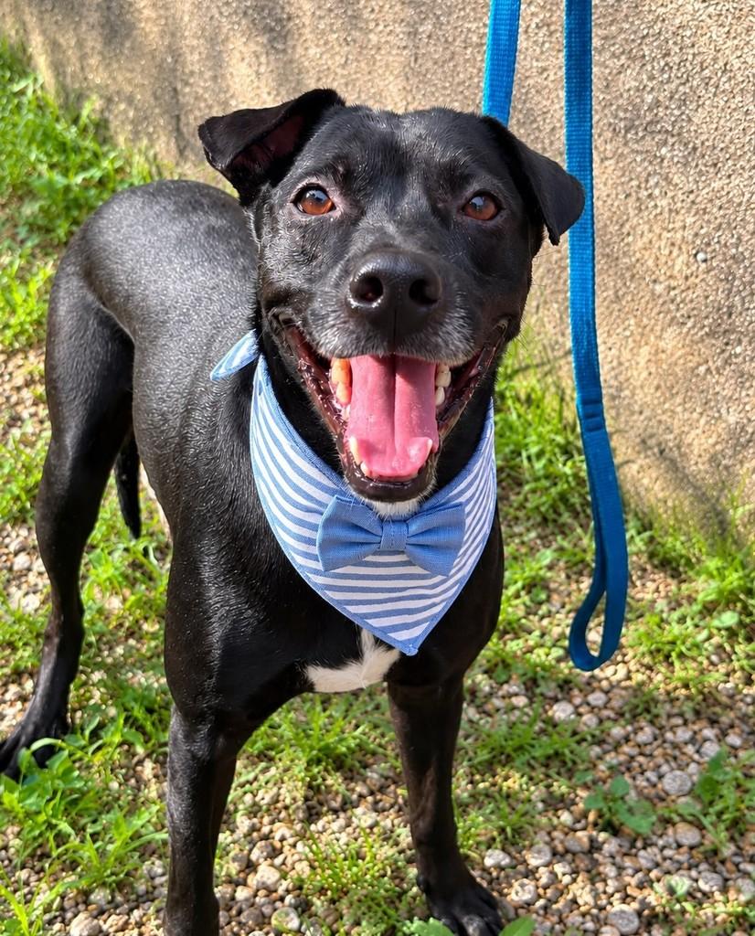 Pantera, cachorro de porte médio para adoção no Rio de Janeiro - RJ — foto 2 de 7