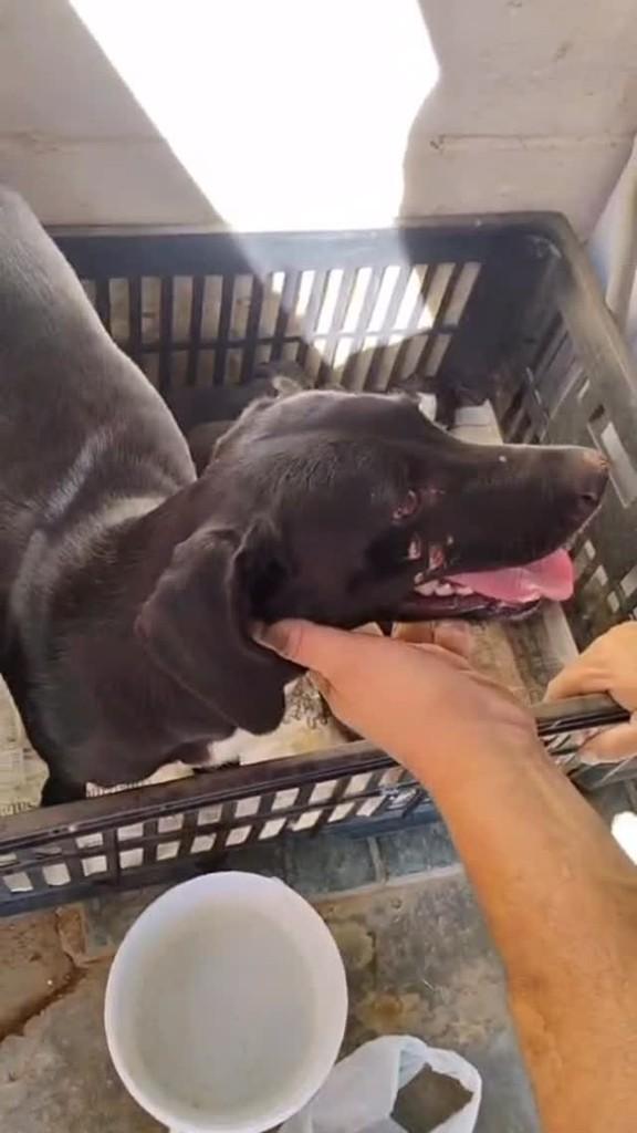 Cachorra, cadela de porte pequeno para adoção em Valinhos - SP