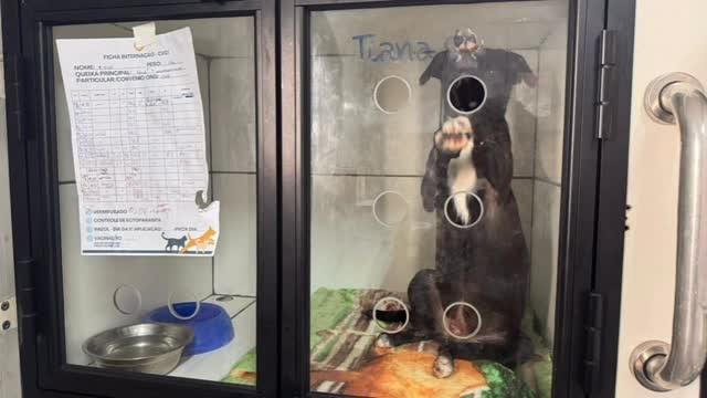 Tiana, cachorro de porte pequeno para adoção em Valinhos - SP