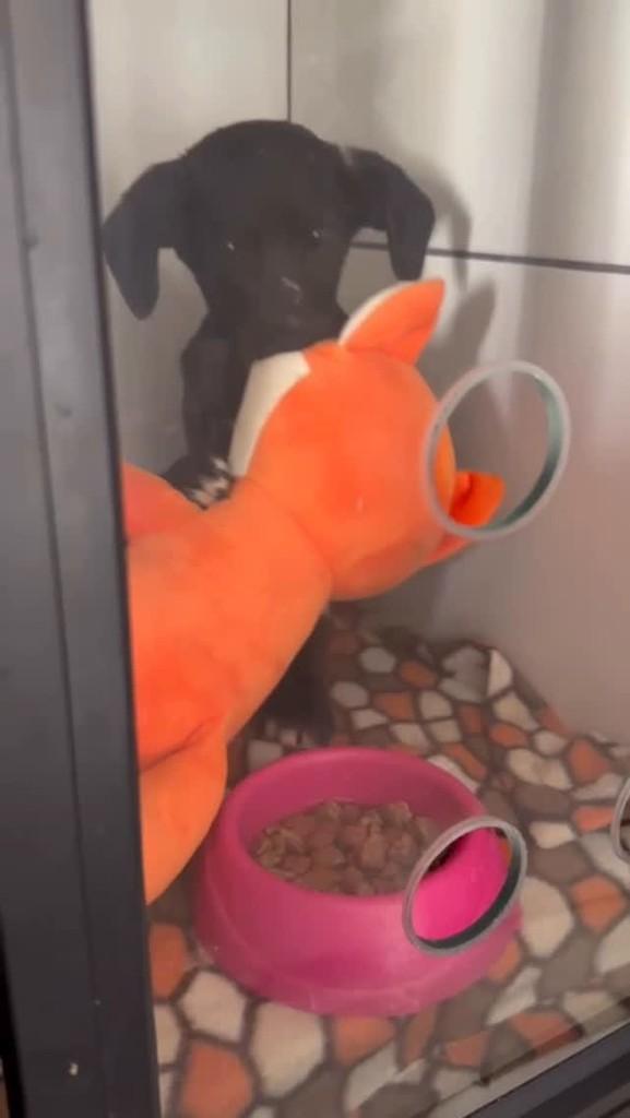 Tião, cachorro de porte pequeno para adoção em Valinhos - SP