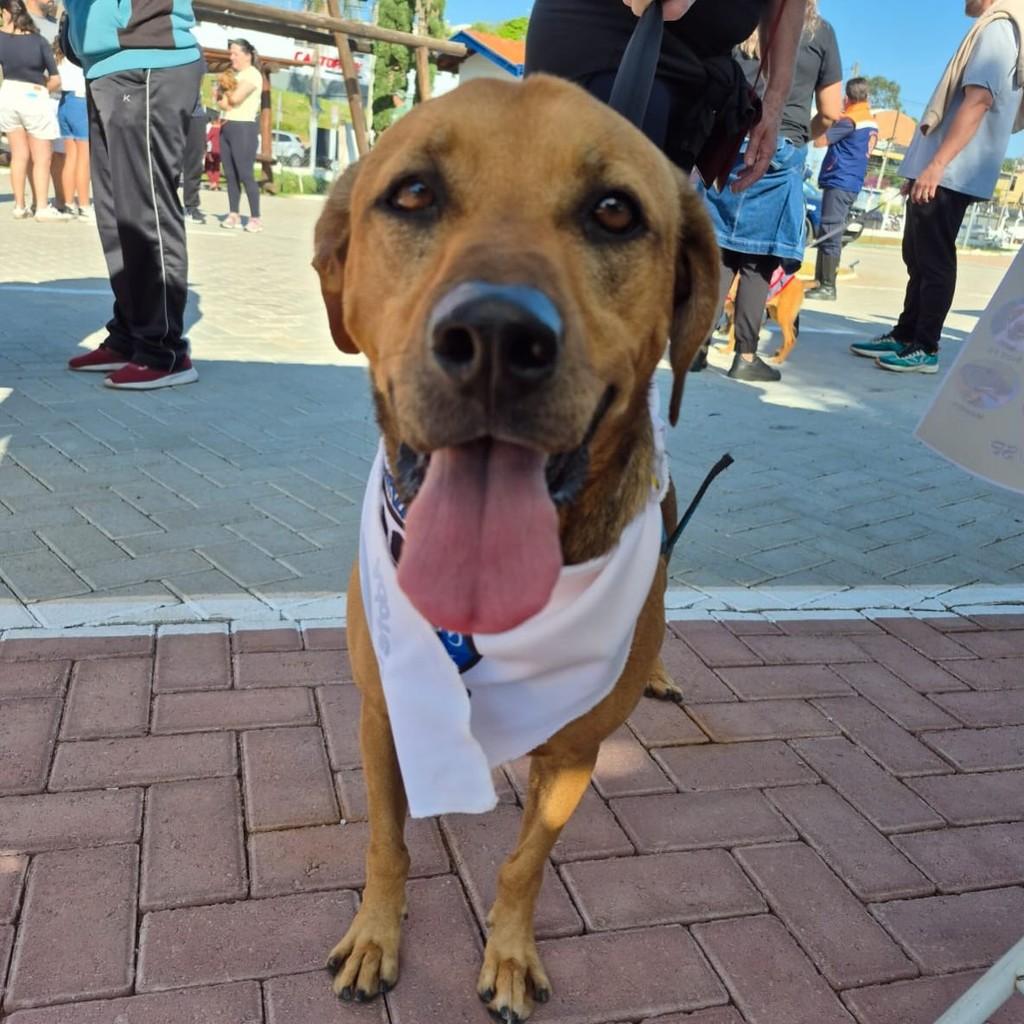 Léo, cachorro de porte médio para adoção em Valinhos - SP
