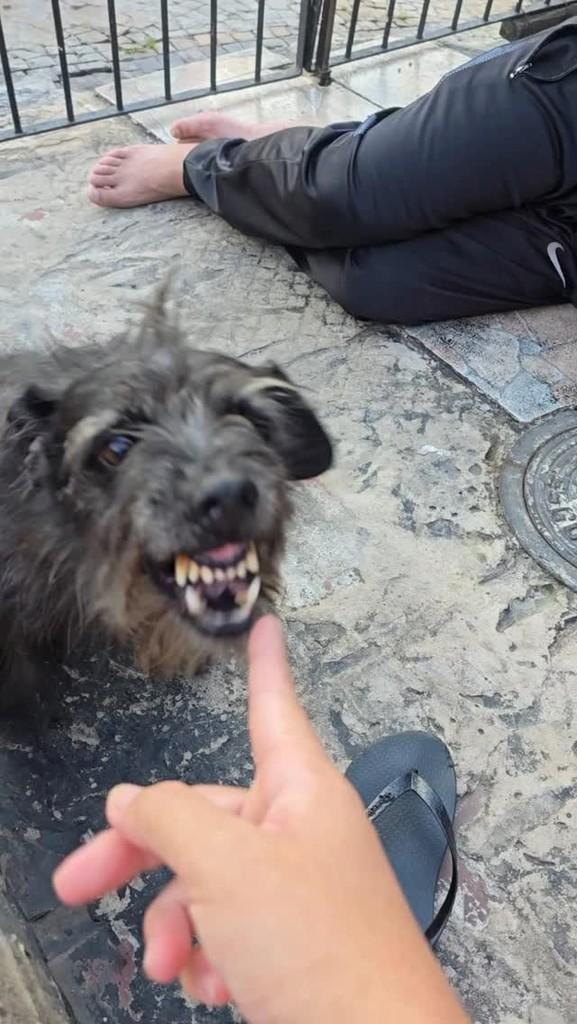 Pretinho, cachorro de porte pequeno para adoção em Valinhos - SP