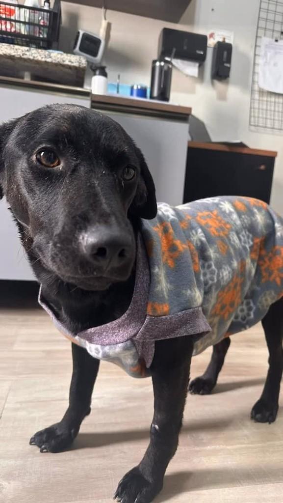 Eren, cachorro de porte grande para adoção em Valinhos - SP