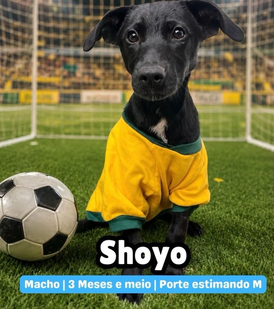 Shoyo, cachorro de porte médio para adoção em Valinhos - SP