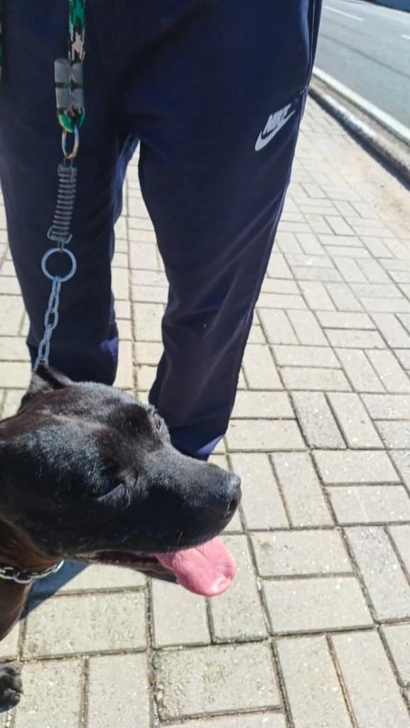 Wakanda, cachorro de porte pequeno para adoção em Valinhos - SP