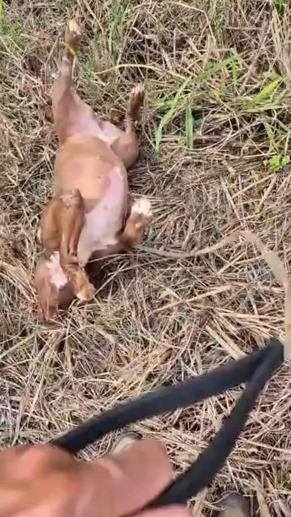 Hulk, cachorro de porte pequeno para adoção em Valinhos - SP