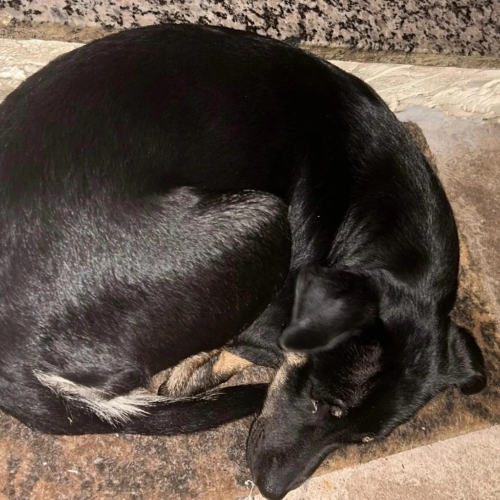 Cachorrinha, cadela de porte pequeno para adoção em Valinhos - SP