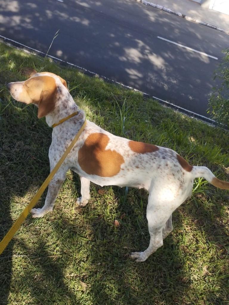 Cora, cachorro de porte grande para adoção em Valinhos - SP