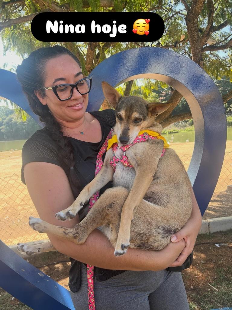 Nina, cadela de porte médio para adoção em Valinhos - SP