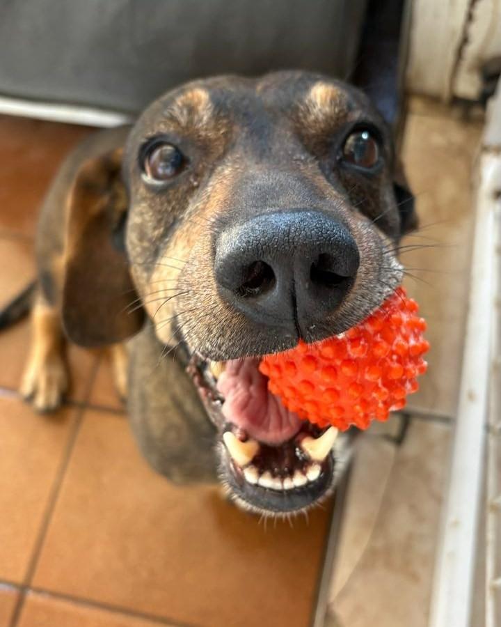 Caco, cachorro de porte médio para adoção em Campinas - SP