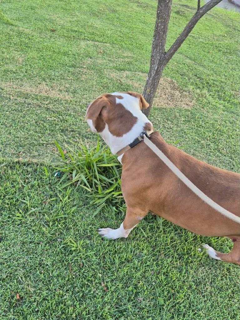 Maya, cachorro de porte grande para adoção em Valinhos - SP