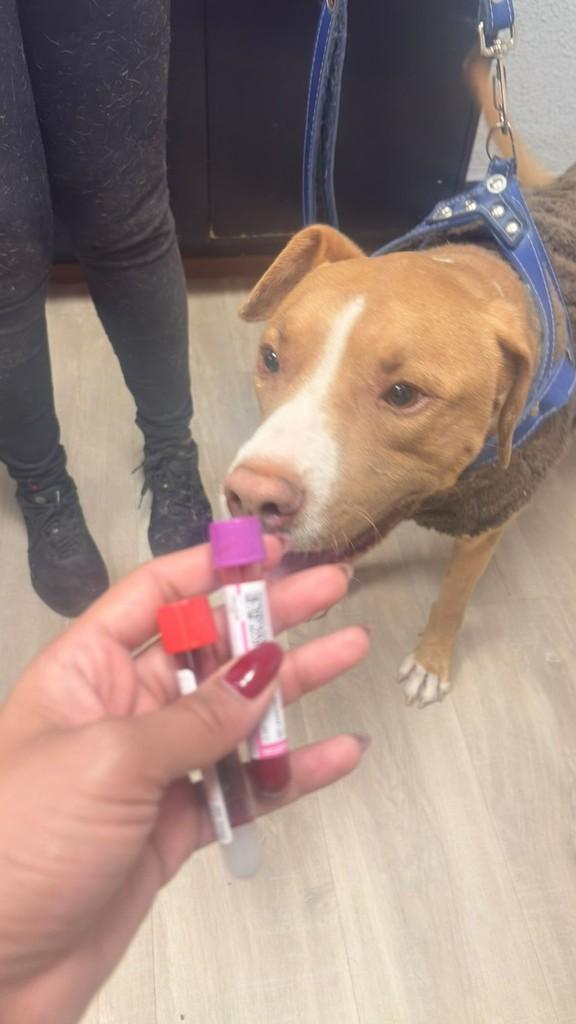 Dino, cachorro de porte médio para adoção em Campinas - SP