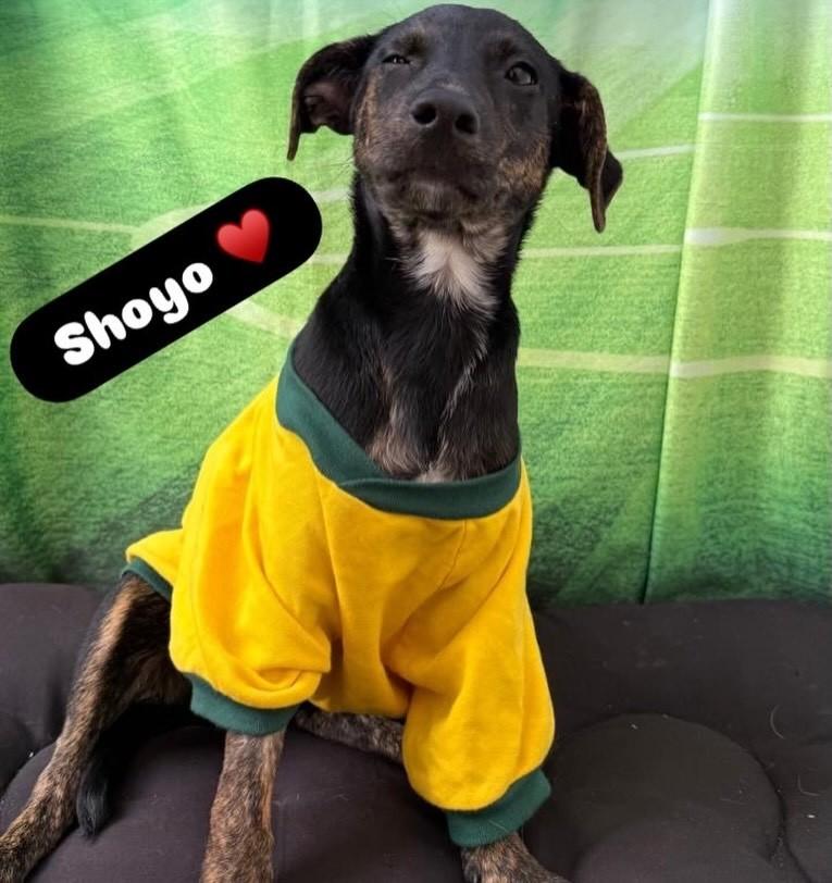 Shoyo Viny Jr, cachorro de porte pequeno para adoção em Valinhos - SP
