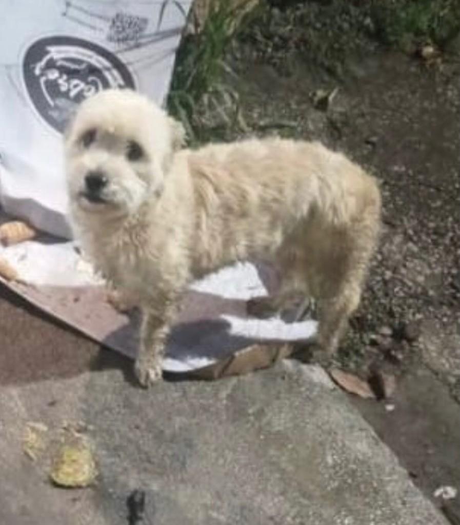 Crystal, cachorro de porte pequeno para adoção em Valinhos - SP