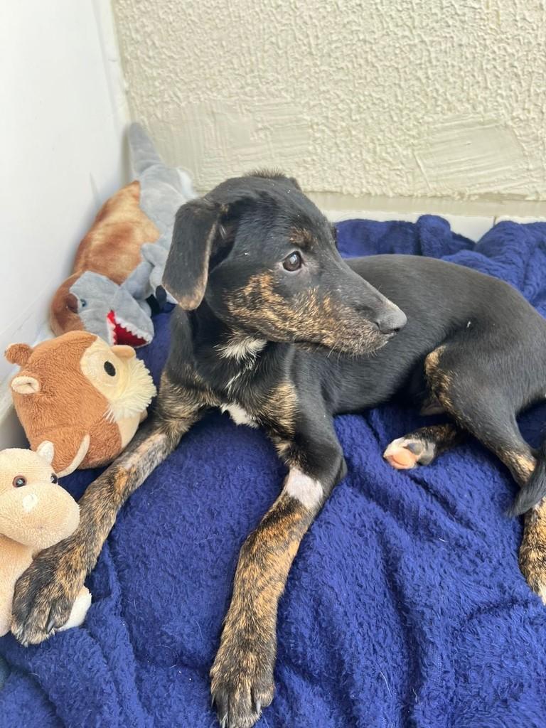 Shoyu, cachorro de porte pequeno para adoção em Valinhos - SP