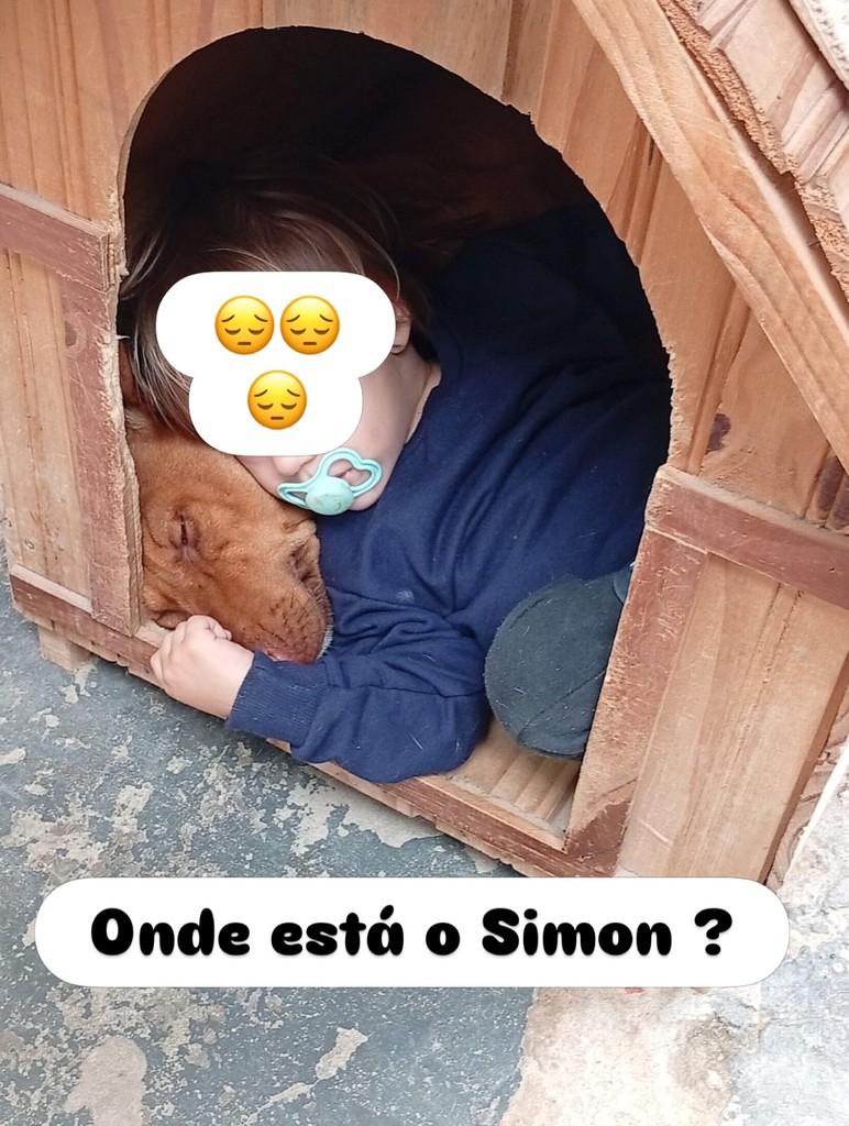 Simon, cachorro de porte médio para adoção em Campinas - SP