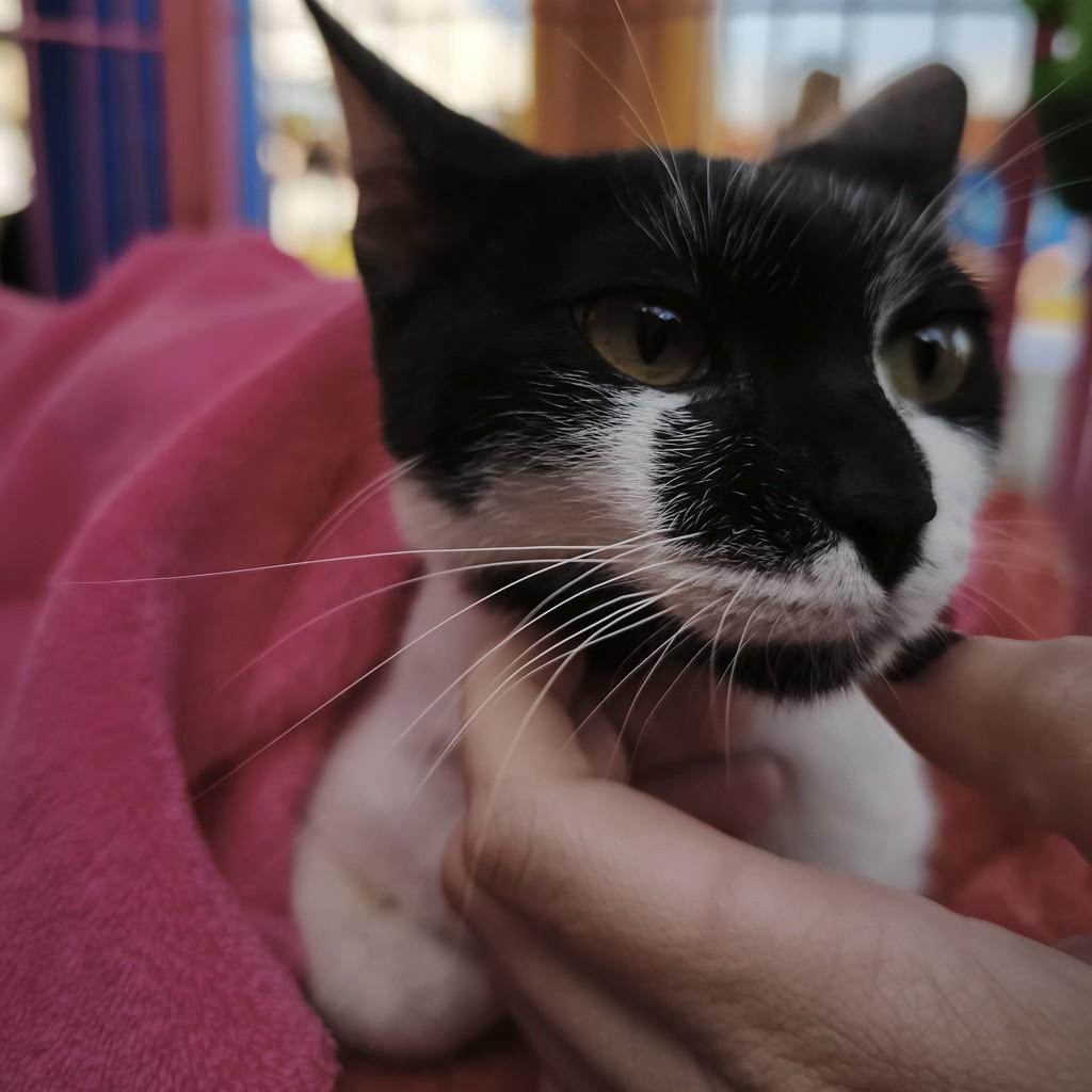 Leonardo, gato de porte pequeno para adoção em Valinhos - SP