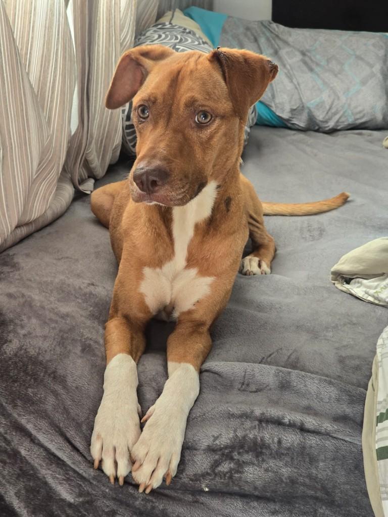 Simba, cachorro de porte médio para adoção em Valinhos - SP