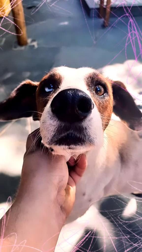 Bob Marcello, cachorro de porte pequeno para adoção em Valinhos - SP