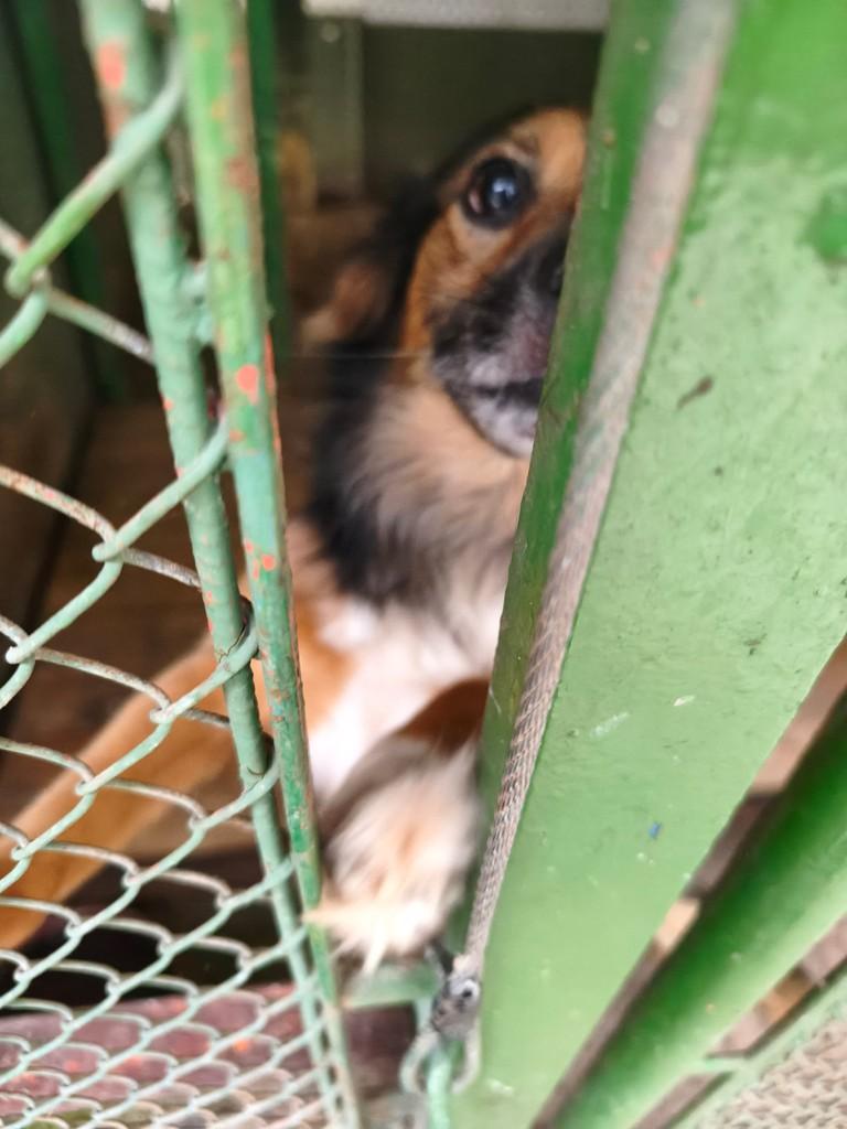 Scott, cachorro de porte pequeno para adoção em Valinhos - SP