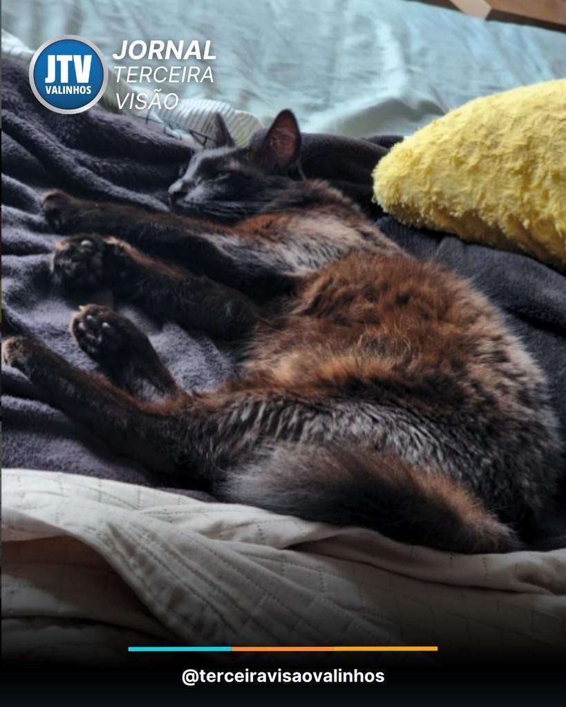 Niko, gato de porte médio para adoção em Valinhos - SP
