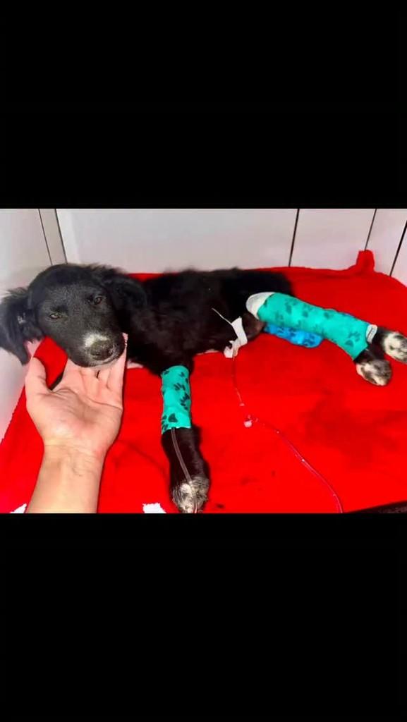 Dudu, cachorro de porte pequeno para adoção em Valinhos - SP
