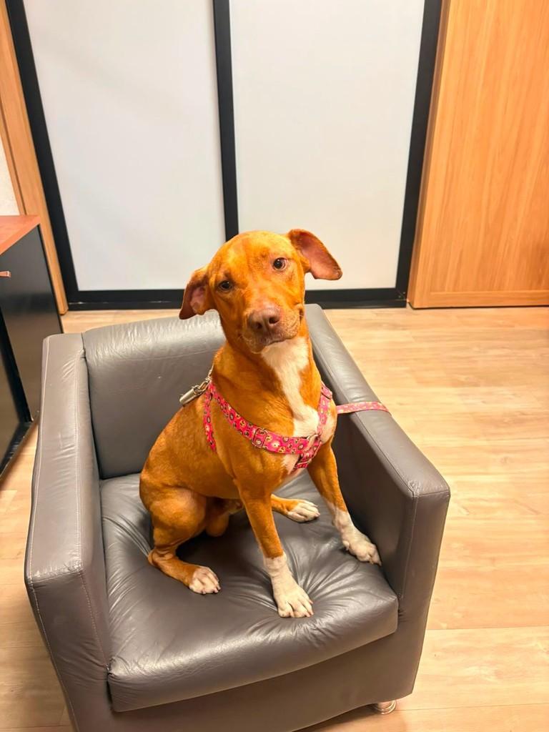 Caramelo, cachorro de porte médio para adoção em Valinhos - SP